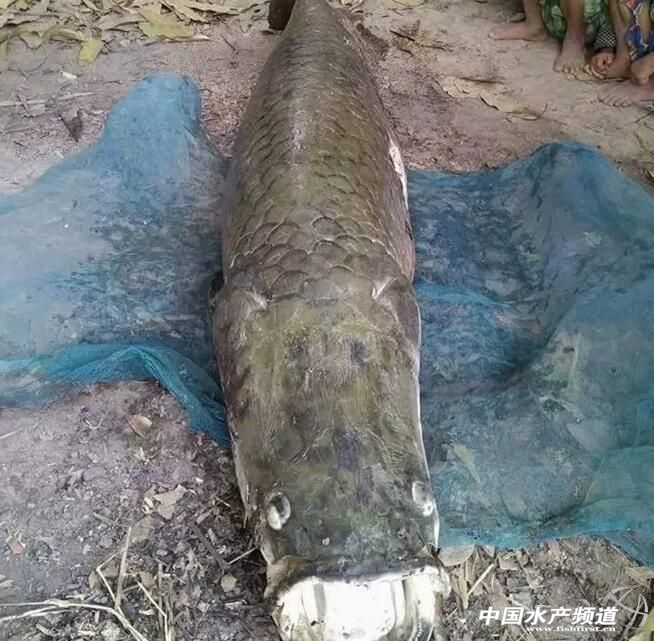 奇闻 | “长寿鱼王”价值竟然上亿！