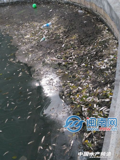 福建厦门松柏湖筼筜湖共打捞死鱼22吨