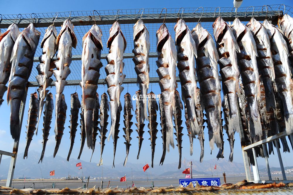 青岛这个渔村因晒鱼而著名，冬日里海货飘香，一起去看看