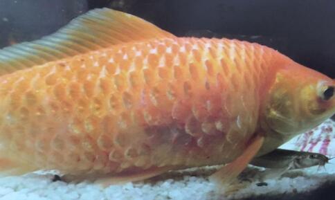 鱼病 | 3月鱼病多发季节，竖鳞病诊断及防治刻不容缓！