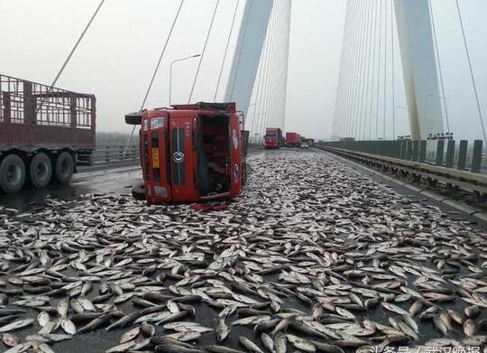 运鱼车大桥上侧翻 千斤鱼洒一地