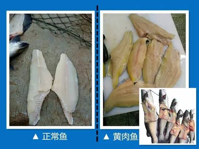 今年叉尾鮰行情不错，但养殖户要谨防“黄肉鱼”