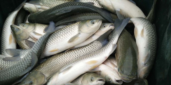 冬至后湖北湖南两地淡水鱼销量增加，鱼价上涨