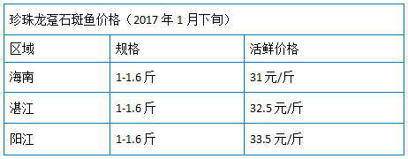 春节前需求旺，珍珠龙趸行情继续高位，近期可能还会涨！