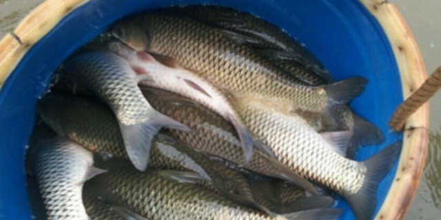 越来越多的人养草鱼使用膨化料，这将成为未来的趋势？