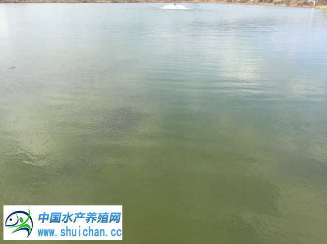 技术 | 准备放白鲢水花的朋友，这些工作你做到位了吗？