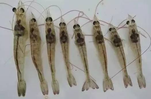 解读 | 小心肝！养殖过程中对虾肝胰脏注意呵护